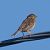 Strillozzo (Emberiza calandra) © Angelo Pasqua