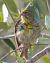 European Serin (Serinus serinus) © Angelo Pasqua