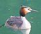 Svasso maggiore (Podiceps cristatus) © Angelo Pasqua