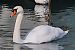 Cigno reale (Cygnus olor) © Angelo Pasqua