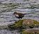 Wasseramsel (Cinclus cinclus) © Angelo Pasqua