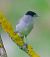Capinera (Sylvia atricapilla) © Angelo Pasqua