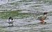 Smergo maggiore (Mergus merganser) © Angelo Pasqua