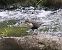 Merlo acquaiolo (Cinclus cinclus) © Angelo Pasqua