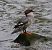 Smergo maggiore (Mergus merganser) © Angelo Pasqua