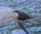 Merlo acquaiolo (Cinclus cinclus) © Angelo Pasqua