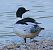 Smergo maggiore (Mergus merganser) © Angelo Pasqua