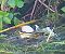 Svasso maggiore (Podiceps cristatus) © Angelo Pasqua