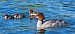 Smergo maggiore (Mergus merganser) © Angelo Pasqua