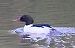 Smergo maggiore (Mergus merganser) © Angelo Pasqua