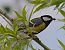 Cinciallegra (Parus major) © Angelo Pasqua