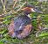 Grèbe huppé (Podiceps cristatus) © Angelo Pasqua