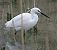 Aigrette garzette (Egretta garzetta) © Angelo Pasqua
