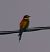 Gruccione (Merops apiaster) © Angelo Pasqua