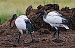 Ibis sacro (Threskiornis aethiopicus) © Angelo Pasqua