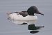 Smergo maggiore (Mergus merganser) © Angelo Pasqua