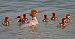 Smergo maggiore (Mergus merganser) © Angelo Pasqua