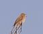 Pigliamosche (Muscicapa striata) © Angelo Pasqua