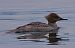 Smergo maggiore (Mergus merganser) © Angelo Pasqua