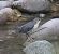 Merlo acquaiolo (Cinclus cinclus) © Angelo Pasqua