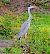 Airone cenerino (Ardea cinerea) © Angelo Pasqua