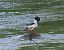 Smergo maggiore (Mergus merganser) © Angelo Pasqua