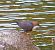 Merlo acquaiolo (Cinclus cinclus) © Angelo Pasqua