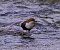 Merlo acquaiolo (Cinclus cinclus) © Angelo Pasqua