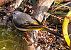 Ballerina gialla (Motacilla cinerea) © Angelo Pasqua