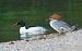 Smergo maggiore (Mergus merganser) © Angelo Pasqua