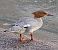Smergo maggiore (Mergus merganser) © Angelo Pasqua