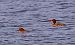 Smergo maggiore (Mergus merganser) © Angelo Pasqua