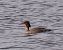 Smergo maggiore (Mergus merganser) © Angelo Pasqua