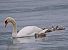 Cigno reale (Cygnus olor) © Angelo Pasqua
