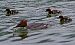 Smergo maggiore (Mergus merganser) © Angelo Pasqua