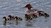 Smergo maggiore (Mergus merganser) © Angelo Pasqua