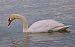 Cigno reale (Cygnus olor) © Angelo Pasqua