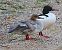 Smergo maggiore (Mergus merganser) © Angelo Pasqua