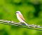 Averla piccola (Lanius collurio) © Angelo Pasqua