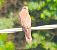 Gheppio (Falco tinnunculus) © Angelo Pasqua