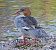 Smergo maggiore (Mergus merganser) © Angelo Pasqua
