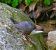 Merlo acquaiolo (Cinclus cinclus) © Angelo Pasqua