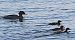 Smergo maggiore (Mergus merganser) © Angelo Pasqua