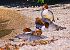 Smergo maggiore (Mergus merganser) © Angelo Pasqua