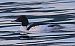 Smergo maggiore (Mergus merganser) © Angelo Pasqua