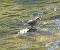 Merlo acquaiolo (Cinclus cinclus) © Angelo Pasqua
