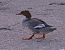 Smergo maggiore (Mergus merganser) © Angelo Pasqua