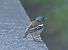 Fringuello (Fringilla coelebs) © Angelo Pasqua