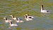 Smergo maggiore (Mergus merganser) © Angelo Pasqua