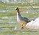 Smergo maggiore (Mergus merganser) © Angelo Pasqua
